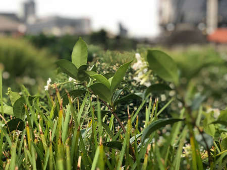 a focus on small leave of plant.の写真素材
