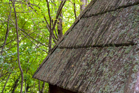 wooden roof in the forest