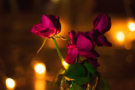 Red Rose Wallpaper with Bokeh Backgroundの写真素材