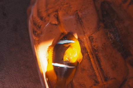A close up view of a Red Sea clownfish with its distinctive white stripes and orange fins is seen...