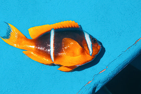 A freshly caught Red Sea clownfish also known as Amphiprion bicinctus with its bright orange and...