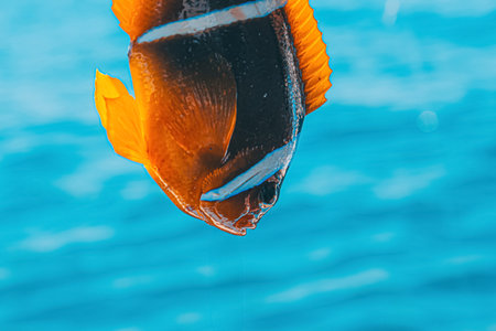 A stunning close up shot focusing on the head and vibrant orange fins of a Red Sea clownfish with its distinctive white stripe over a beautifully blurred blue water surfaceの写真素材