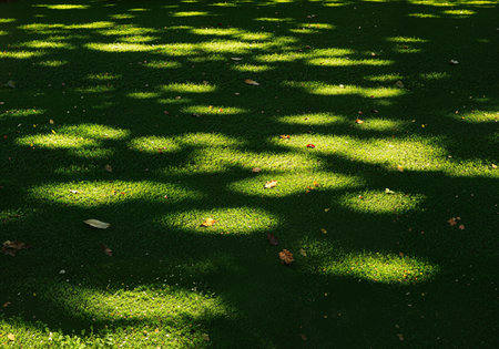 A beautiful nature background of bright green grass with dappled sunlight creating intricate shadow patterns from the tree canopy above Some fallen autumn leaves are scattered on the lawnの素材