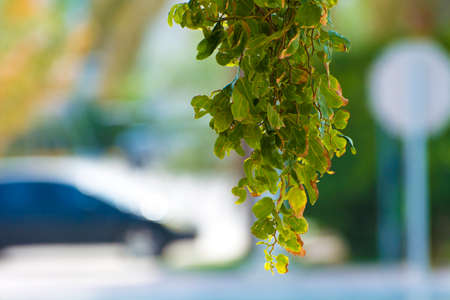 Leaves going to dieの写真素材