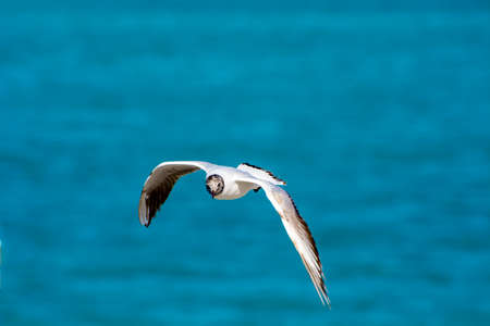 Fly Birdのeditorial素材