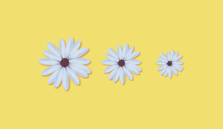 daisy flowers on modern first spring yellow backgroundの写真素材