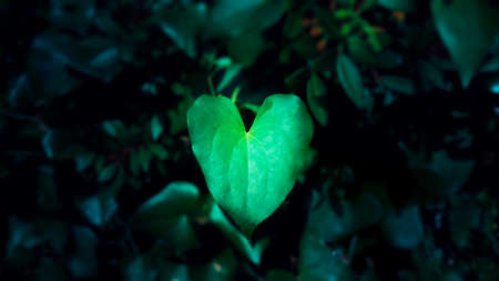 a leaf like a heart in the forestの写真素材