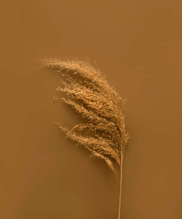 fashion trend reeds plant on brown on minimalist backgroundの写真素材