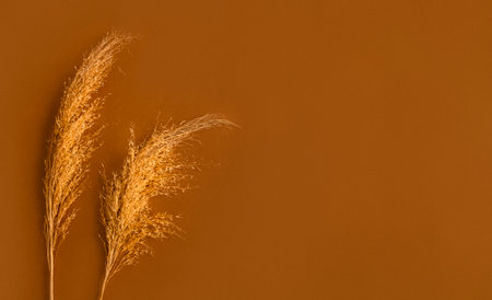 two dried reeds on Tan background. Flat lay, top view, copy space, bannerの写真素材