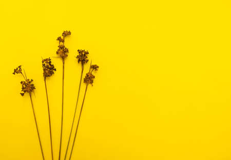 dry beige reeds and plants on yellow backgroundの写真素材