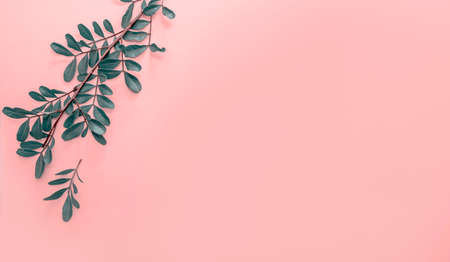 ivy branch and leaves pink background. Flat lay, top view, copy space