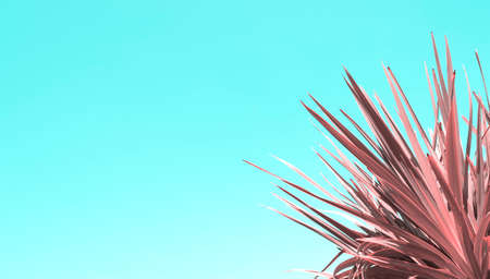 tropical palm leaves. Minimal summer concept. Flat lay.の写真素材