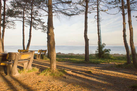 forestの写真素材