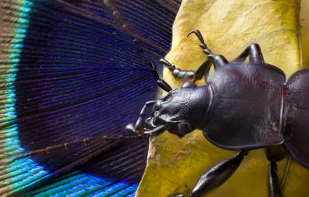 Black Bugの写真素材