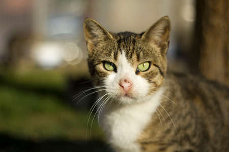 cat
