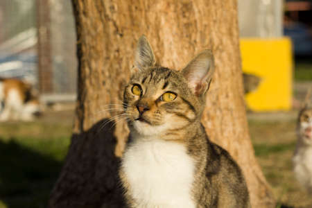 cat