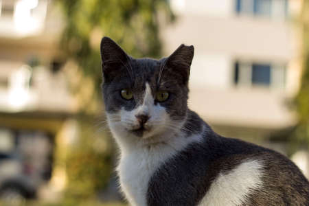 cat
