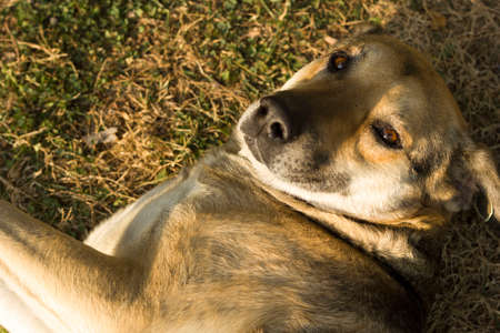 Dog lying on grass