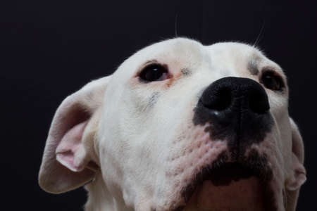 Close up shot of white dogの写真素材