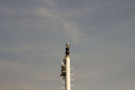 seagullの写真素材