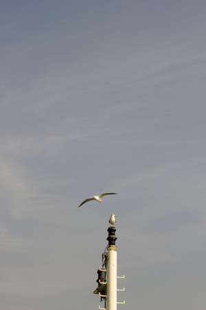 seagull