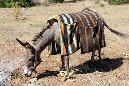 A donkey on the farmの写真素材