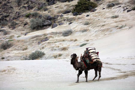 A camel carrying load in the desertの写真素材