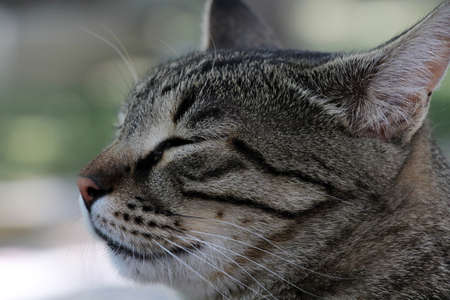 A cute stray cat. Close-up of the cat's head. Portrait of the cat. Cat's looking away.