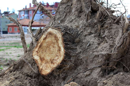Trunk and earthy roots of a cut down old tree. There are buildings in the background.の写真素材