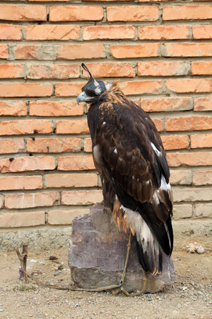 A trained eagle found in Tolbo, Mongolia. Eagle domestication is still ongoing in Central Asian...