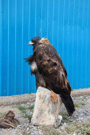 A trained eagle found in Tolbo, Mongolia. Eagle domestication is still ongoing in Central Asian...