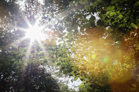 Sun shining between the  autumn leaves, stunning background of the sunlightの写真素材