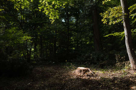 Stump of a newly sawed tree with illuminating sunlightの写真素材