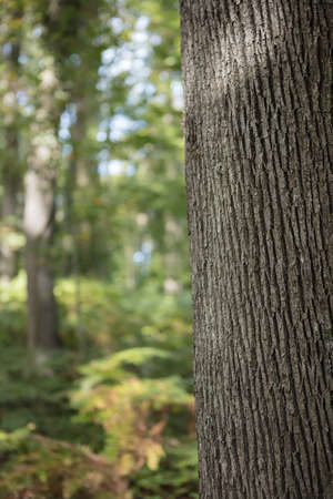 Tree trunk detail texture as natural background.