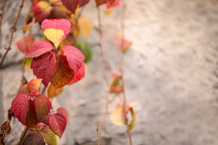 The leaves color  have turned various shades of red, yellow, purple, black, orange, pink, magenta, brown, and blue  during a few weeks  in the autumn seasonの写真素材