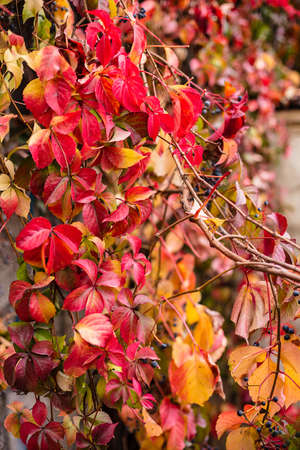 The leaves color  have turned various shades of red, yellow, purple, black, orange, pink, magenta, brown, and blue  during a few weeks  in the autumn seasonの写真素材