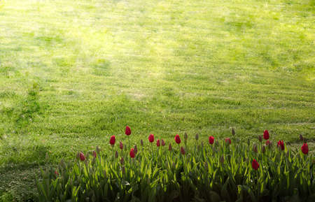 Amazing nature concept of red tulips flowering under sunlight at summer or spring day landscape. Natural view of tulip flowers blooming in the garden with green grass as morning spring background.の写真素材