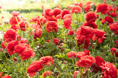 Sunny flowers background. Close up view of beautiful field 's flowering red flowers under sunlight...