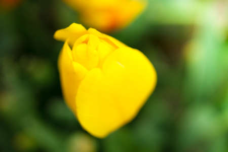 Amazing nature of yellow tulip under sunlight at the middle of summer or spring day landscape. Natural close up view of flower blooming in the gardenの写真素材