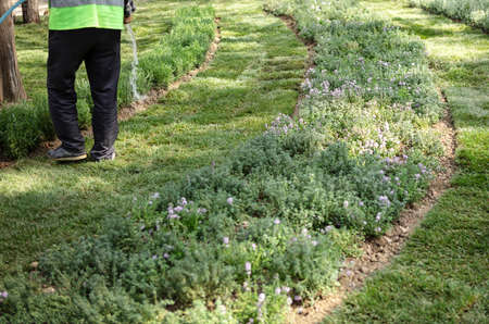 Professional gardener hand watering the plants with a garden hose in spring dayの写真素材