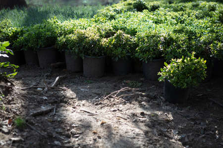Young plants  in pots over soil  ready for planting for interior decorationの写真素材