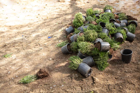 Young plants  in pots over soil  ready for planting for interior decorationの写真素材