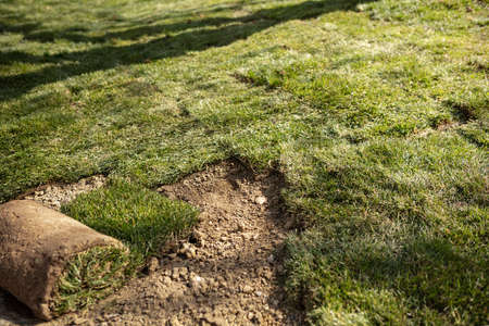 Natural Grass Turf Professional Installer. Gardener Installing Natural Grass Turfs Creating Beautiful Lawn Field.の写真素材