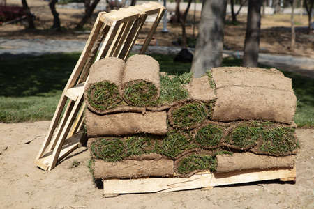 Grass Turfs Rolls On The wooden Pallet Preparing To New Grass Installationの写真素材
