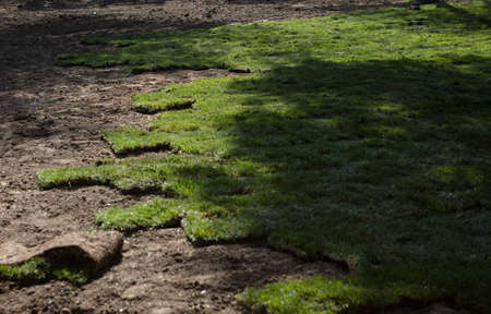 Natural Grass Turf Professional Installer. Gardener Installing Natural Grass Turfs Creating Beautiful Lawn Field.の写真素材