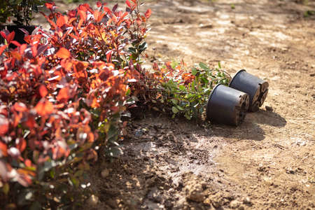 Young plants  in pots over soil background. for interior decorationの写真素材
