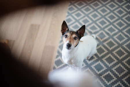 Adorable little dog staring alertly at its owner as it sits on a carpet in the living room at home...