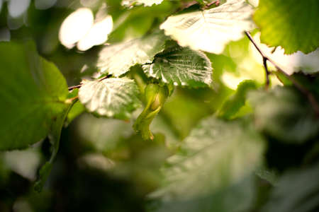 Green hazelnuts on the branch. Nuts of the filbert growing. Hazelnut bush. Selective focus