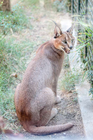 Jungle cat (felis chaus) sitting near the fence and looking outside  in  zoo