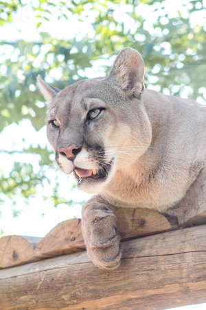 Mountain lion, cougar, laying on a wood, looking side in zooの写真素材